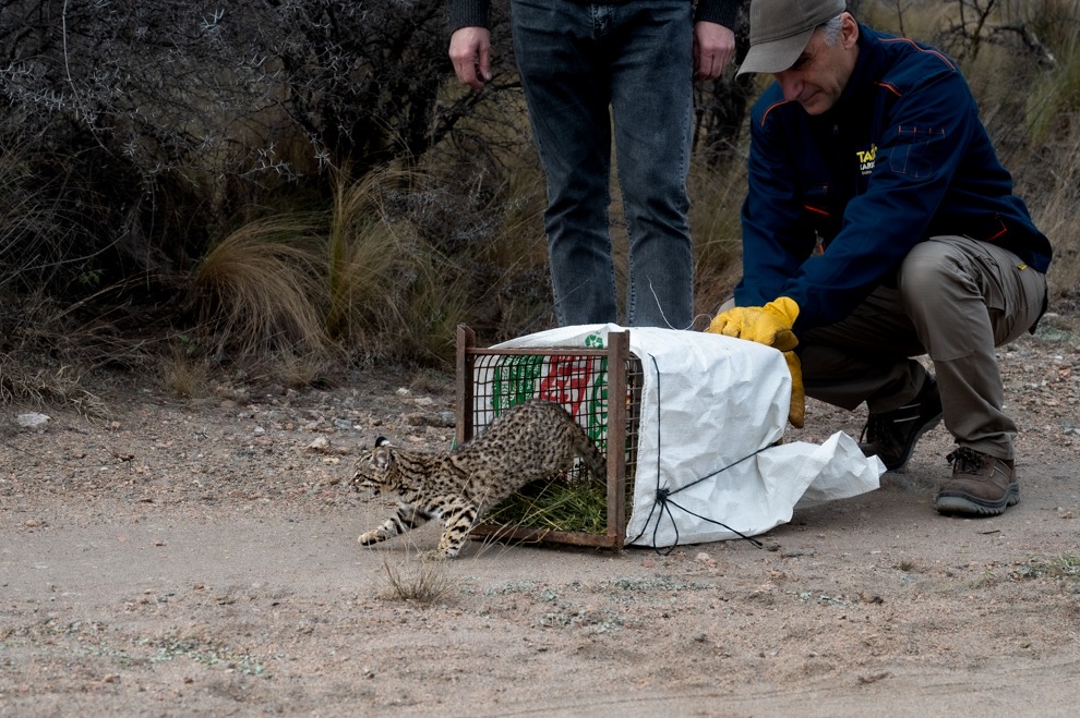 Córdoba: La Policía Ambiental realizó una importante liberación de fauna silvestre en el departamento Pocho