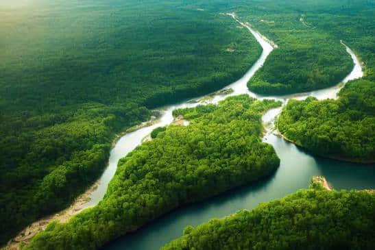 Panamá impulsa la restauración de manglares con un modelo de economía verde