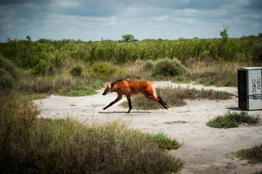 Regresó a la naturaleza el aguará guazú rescatado en Villa Santa Rosa